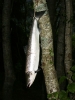 6 kg lax från Gaula.