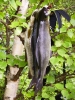 Knippe Harr från Glomma.